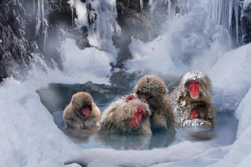 میمونهای ماکاک در حال لذت‌بردن از آبهای گرم معدنی در ژاپن.