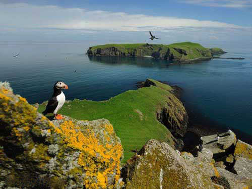 منظره جزاير صخره چيانت در جنوب شرقي اسكاتلند و مرغان دريايي گونه پوفين.