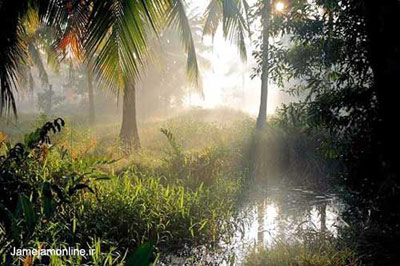 تصوير جنگلي استوايي در منطقه ندونگولام در ايالت كرالا در هند. عكس دانيل دوپره.