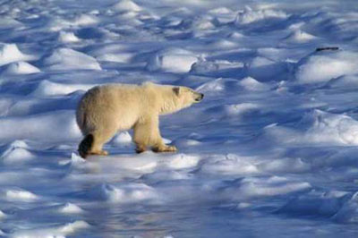 يك خرس قطبي نر بالغ در جستجوي شكار و شايد جفت پهنه گسترده يخهاي قطب شمال را مي‌پيمايد. خرسهاي قطبي نر به غير از فصل جفت‌گيري همواره در انزوا 
