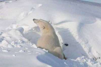 خرس قطبي تنها در قطب شمال و منتهي‌اليه شمال كره زمين زندگي مي‌كند. در سال 2006 جمعيت كليه خرسهاي قطبي بين 20 تا 22 هزار قلاده برآورد شده بود.