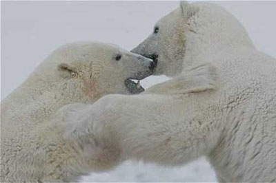 خرسهاي قطبي نر جوان براي روزهاي دشوار و نبردهاي سخت دوره جفت‌گيري وقت خود را به بازي جنگ مي‌گذرانند.