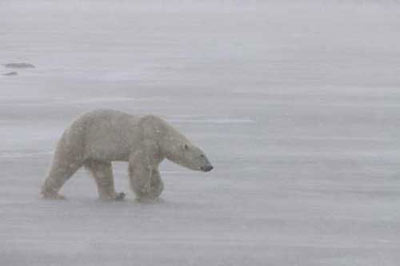 خرس قطبي را بايد تك سوار قطعات يخ لقب داد. اين حيوان اغلب در مجاورت سواحل زندگي مي‌كند. خرس قطبي با سرعت متوسط 4 كيلومتر در ساعت حركت كرده و قا