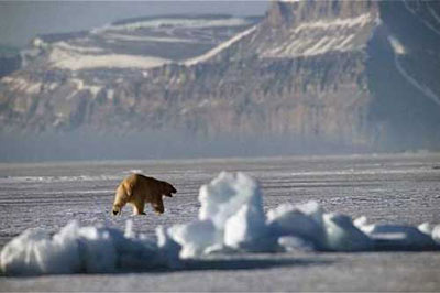 تصوير يك خرس قطبي نر بالغ كه در جستجوي شكار از سطح يخ زده دريا به سوي صخره‌هايي كه يخ‌هايشان به دليل گرمايش زمين آب شده روان است.