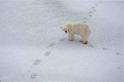 زندگي خرسهاي قطبي وابسته به قطعات يخي است كه روي آب را مي‌پوشاند و اين مساله به جانور امكان مي‌دهد تا زمان هر چه بيشتري را روي قطعات يخ سپري 