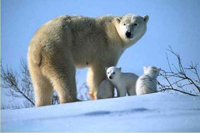 خرسهاي قطبي ماده به ندرت بيش از دو توله به دنيا مي‌آورند. بنابراين زايمان سه توله خرس براي يك خرس قطبي ماده امري استثنايي است.