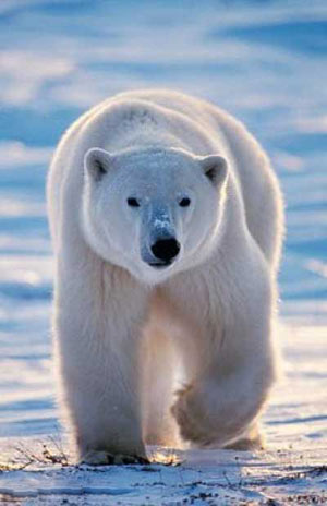 رودررو با يك خرس قطبي نر بالغ. رمي ماريون عكسهايي را كه از حيات وحش و مناظر قطب شمال تهيه مي‌كند را با هدف اين كه مشاهده‌كنندگان نسبت به غني 