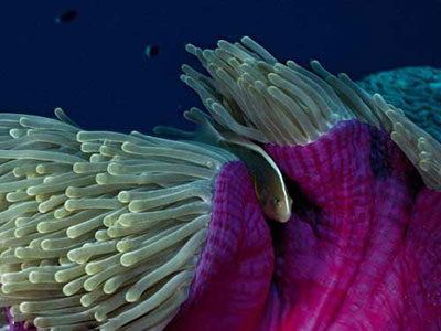 تصوير يك دلقك ماهي گونه اسكونك در ميان توده‌اي مرجاني در سواحل سيشل.
