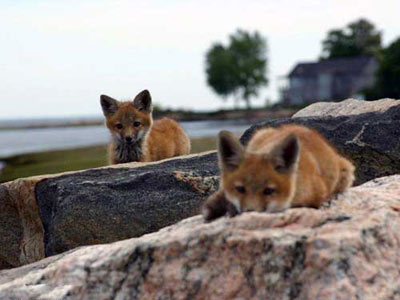 دو بچه روباه بدون ترس و بيم در نزديكي خانه‌اي روستايي در ايالت كانكتيكات.