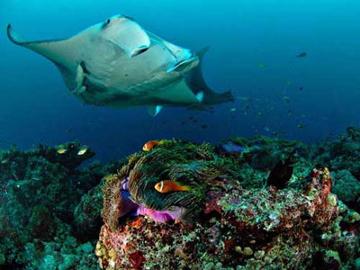 منظره بديع يك سفره ماهي گونه مانتا ري در آبهاي ساحلي مجمع‌الجزاير مالديو در اقيانوس هند.