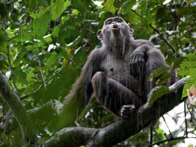 تصوير ديدني يك شامپانزه در زير بارش باران در پارك ملي نوآبا لندوكي در كنگو كه معلوم نيسست چرا فرياد مي‌زند.
