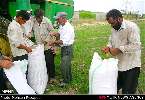 برداشت برنج از شالیزارهای مازندران