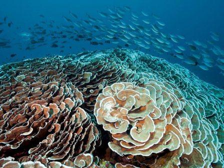 کلم های مرجانی زیبا در اعمال آب های اندونزی