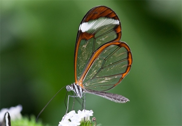 پروانه‌هایی با بال‌های شیشه ای +‌تصاویر
