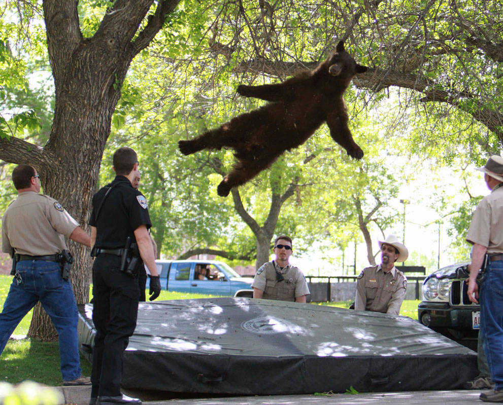 تلاش پلیس برای دستگیری خرس سرگردان در کلرادو