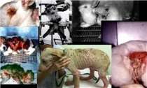 حیوانات؛ قربانی زیبایی خانم‌ها +تصاویر