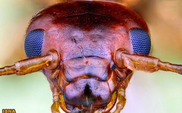تصویر مورچه از نمای نزدیک