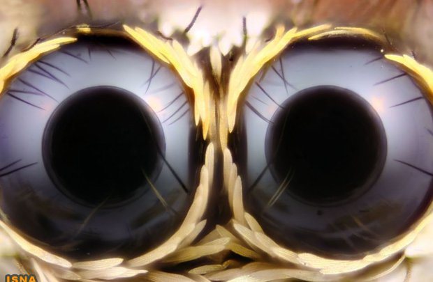چشمهای مسحورکننده عنکبوت جهنده