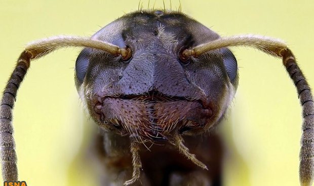 تصویر آنتن‌های مورچه سیاه