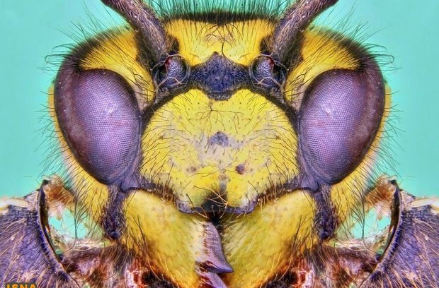 تصویر یک زنبور