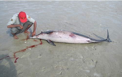 مرگ جانوران در سواحل هرمزگان+ عکس