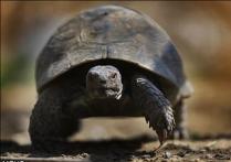 چینی‌های خوزستان، لاک‌پشت‌های در معرض انقراض را می‌خورند!