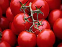 وضعیت قرمز گوجه‌ فرنگی!/ گوجه در برخی شهرها ۱۰هزار تومان
