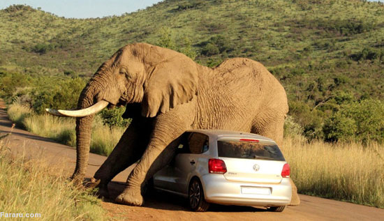بازی فیل با یک خودرو در پارک ملی افریقای جنوبی. 6 آگوست