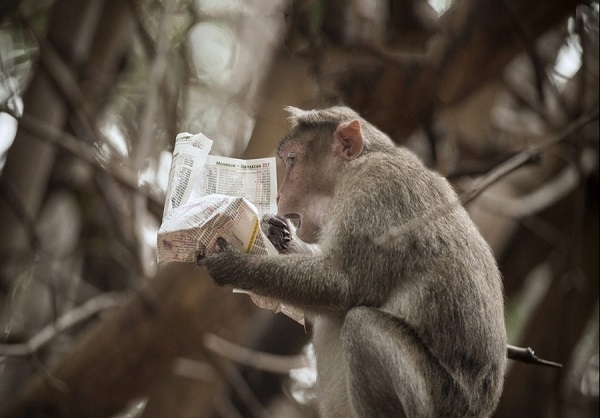 میمون رزوس در حال خواندن صفحه‌ای از روزنامه در باغ گیاه شناسی لعل باغ از بنگلور، هند (6سپتامبر 2014) - See more at: http://www.farsnews.com/newstext.php?nn=13931006001415#sthash.