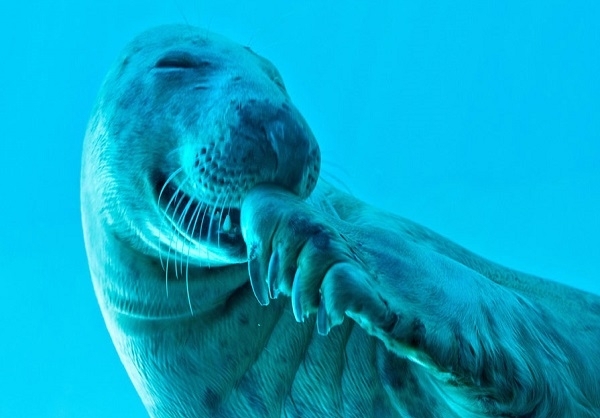 لحظه‌ لبخند یک شیر دریایی در یک باغ وحش (دوم ژانویه 2014) - See more at: http://www.farsnews.com/newstext.php?nn=13931006001415#sthash.D5Boxqdv.dpuf