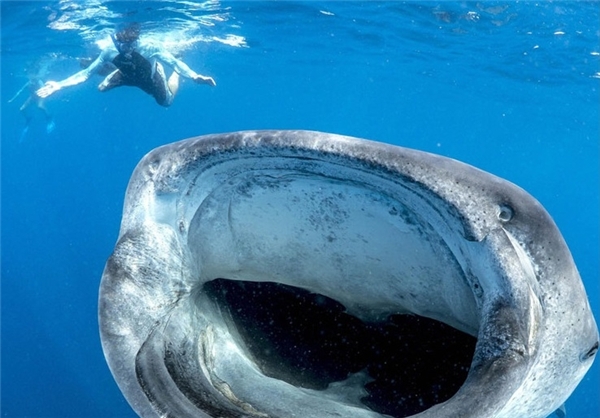 برخورد یک کوسه نهنگ غول پیکر با یک زیست شناس در عمق دریا (11 فوریه 2014) - See more at: http://www.farsnews.com/newstext.php?nn=13931006001415#sthash.D5Boxqdv.dpuf