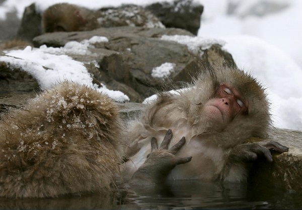 میمونی که در چشمه‌های آب گرم واقع در پارک «جیکودانی» در ژاپن حمام می‌کند (19 ژانویه 2014) - See more at: http://www.farsnews.com/newstext.php?nn=13931006001415#sthash.D5Boxqdv.dpuf