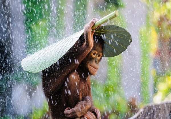 بوزینه‌ای با چتری از برگ موز در جزیره بالی