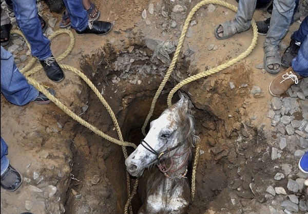 اسب گرفتار شده در یک گودال در جالاندر هند (5 مارس 2014) - See more at: http://www.farsnews.com/newstext.php?nn=13931006001415#sthash.D5Boxqdv.dpuf
