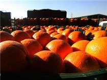کشف ۱۰ تن پرتقال فاسد در شرکت دولتی