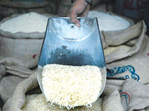 احتمال ورود برنج های وارداتی آلوده به بازار/ پای وزرای بهداشت و کشاورزی به مجلس باز می شود؟!