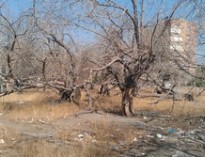 ردپای مافیای قطع درختان در پایتخت