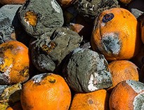 بعد از دفن سیب‌زمینی، نوبت به ۲۰ میلیارد تومان پرتقال رسید!