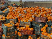 ۶۰ درصد پرتقال‌های تنظیم بازار نوروز در انبار از بین رفت!