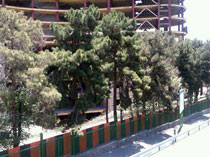 آتش گرفتن مشکوک درختان بیمارستان امام(ره) +عکس