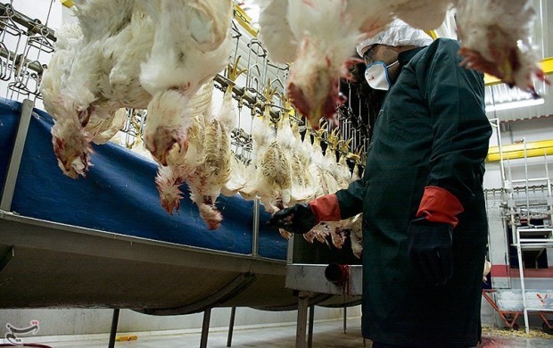 بیماری آنفلوانزای فوق حاد پرندگان به ۱۱ استان گسترش یافت