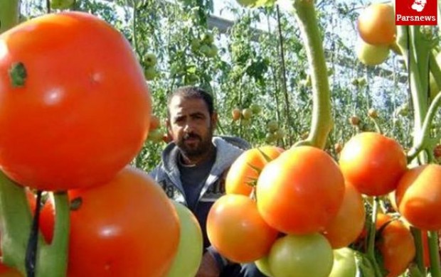 "اسرائیل" محصولات کشاورزی غزه را مسموم کرد