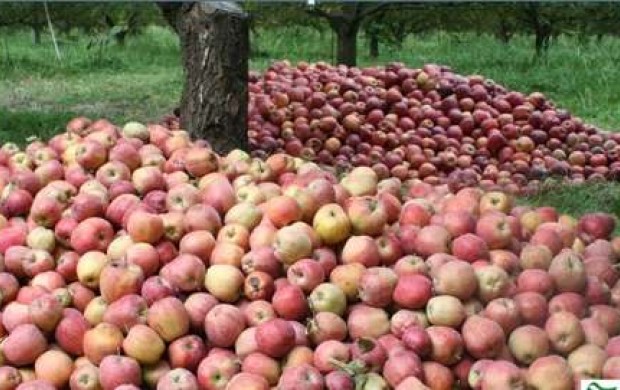 رهاسازی میوه برای دریافت مشوق صادراتی خیانت به منافع ملی و اقتصاد کشور است