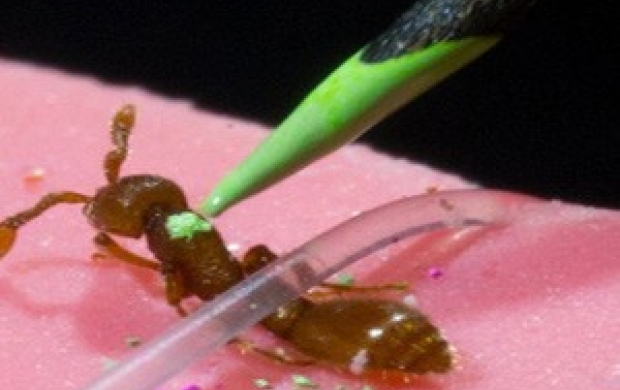 اولین مورچه‌های تراریخته به دنیا آمد