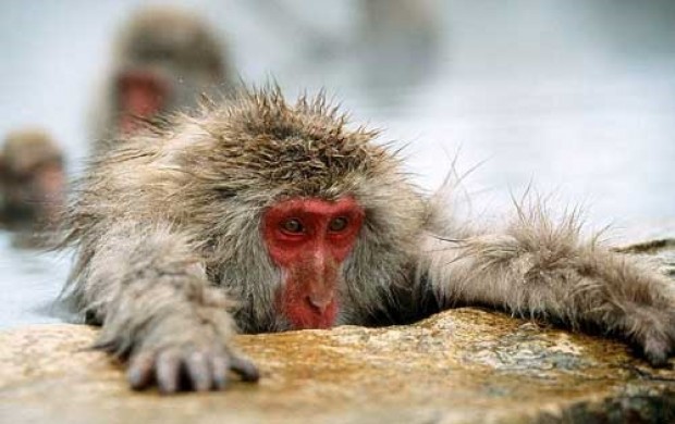 ژاپن 57 میمون را اعدام کرد!