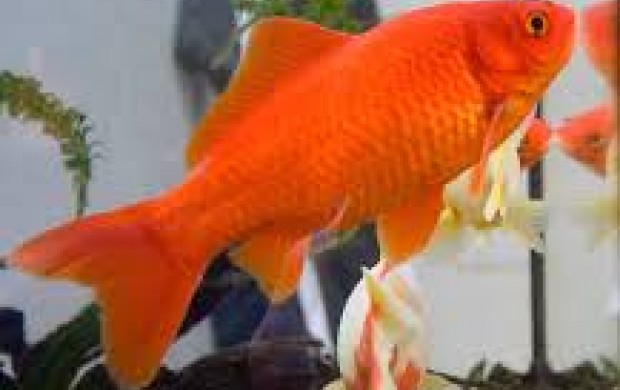 فروش سالانه 5 میلیون ماهی قرمز در کشور