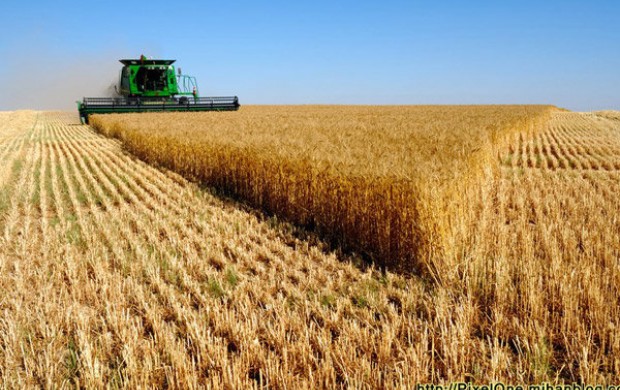 داد وستد ۳۰ هزار تن گندم خوراکی در بورس کالا