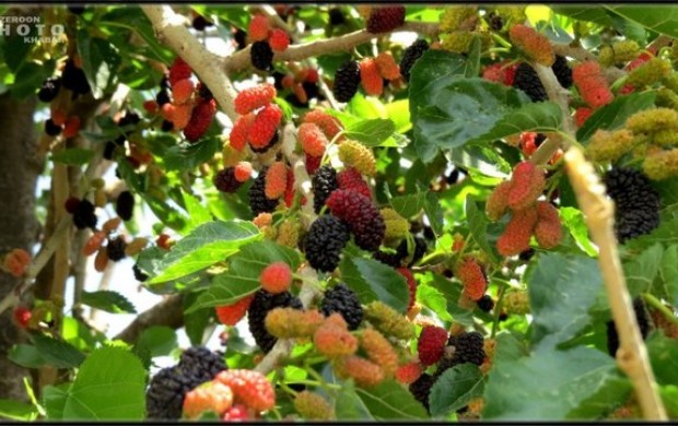 پایش و مبارزه با بیماری‌های درختان میوه