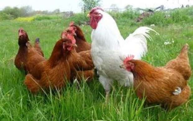 قلدری مرغ در حفظ قیمت‌ و کوتاه آمدن تخم‌مرغ