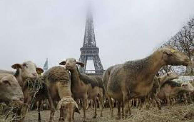 گوسفندهای فرانسوی در راه ایران